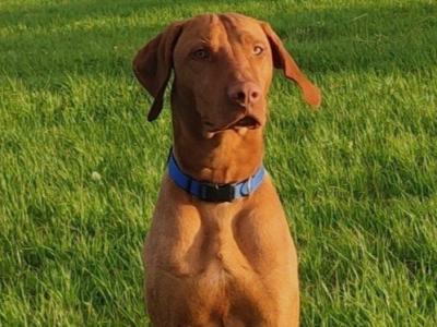 Hungarian Vizsla for stud in Cork