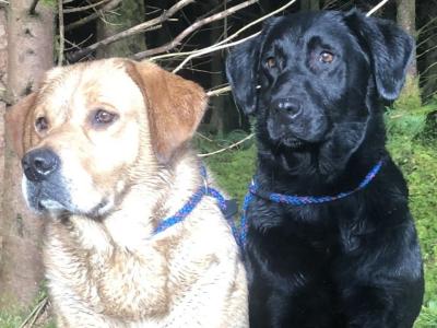 Ikc registered yellow Labrador at stud