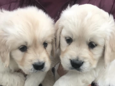 Dogs for sale in Ireland