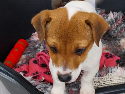 Puppies For Sale In Ireland The Largest Selection Of Puppies puppies-for-sale-in-ireland-the-largest-selection-of-puppies