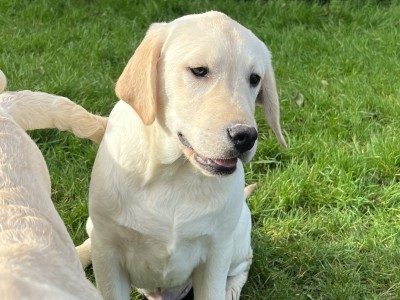 Puppies For Sale In Ireland The Largest Selection Of Puppies puppies-for-sale-in-ireland-the-largest-selection-of-puppies