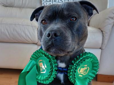 Staffordshire Bull Terrier IKC registered