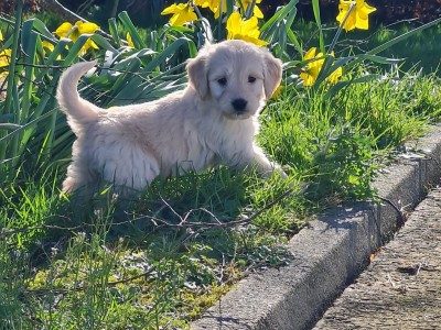 Goldendoodle dogs for sale in Ireland