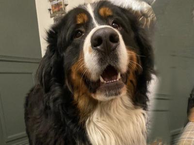 Hudson Bernese Mountain Dog