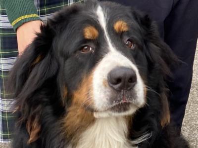 Hudson Bernese Mountain Dog