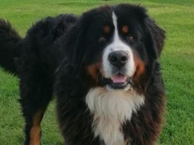 Jeff- the Beautiful Bernese Mountain Dog is a  SUPER STUD DOG in Cork, IKC Registered