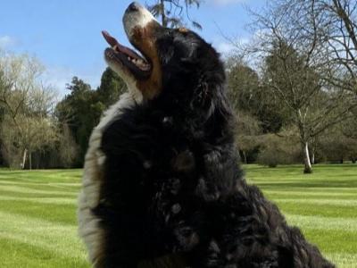 Hudson Bernese Mountain Dog