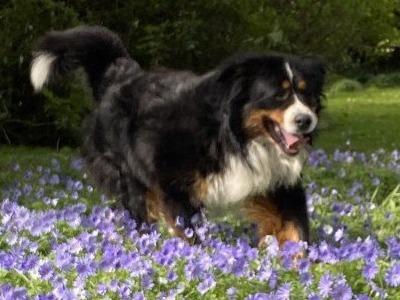 Hudson Bernese Mountain Dog