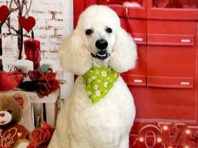 Championship bloodine ,proven sire, Max the Standard Poodle