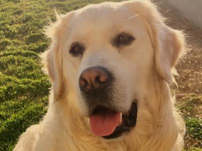 Ollie IKC Reg. Golden Retriever - health tested 2 generations