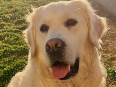 Ollie is an IKC Registered Golden Retriever - health tested 2 generations
