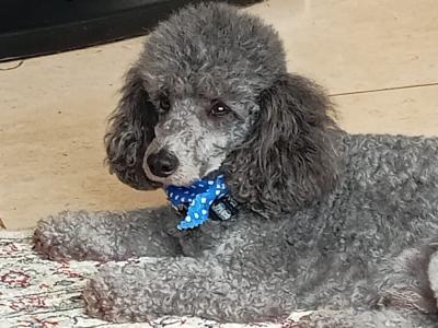 Silver Toy Poodle at stud