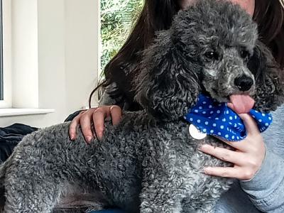 Silver Toy Poodle at stud