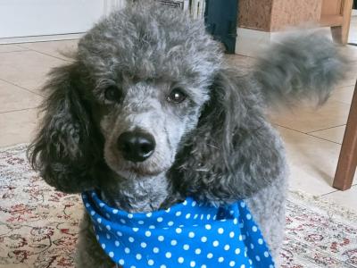 Silver Toy Poodle at stud