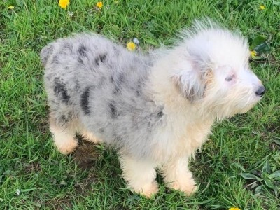 Female Australian Shepherd X Poodle puppy