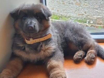 Hendrix the German Shepherd, IKC registered