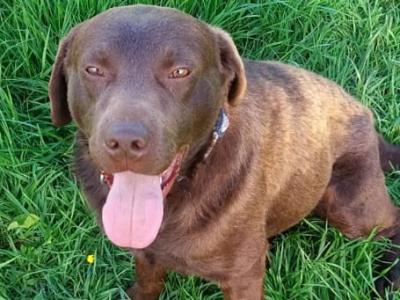 IKC Registered Chocolate Labrador
