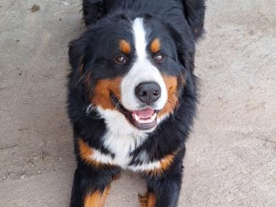 Charlie IKC St Bernese Mountain Dog