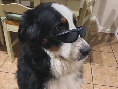 IKC Registered Bernese Mountain Dog for Stud