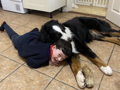 IKC Registered Bernese Mountain Dog for Stud