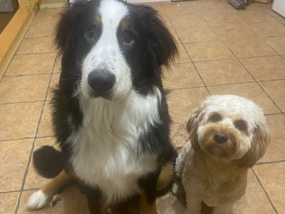 IKC Registered Bernese Mountain Dog for Stud