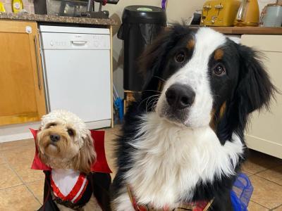 IKC Registered Bernese Mountain Dog for Stud
