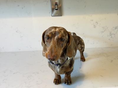 Proven Dachshund Smooth Haired Kaninchen For Stud .