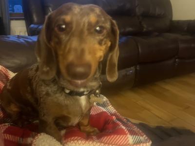 Proven Dachshund Smooth Haired Kaninchen For Stud .