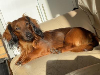Miniature Long hair red dachshund for stud