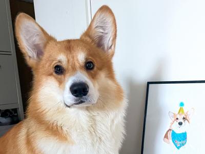 Pembroke Welsh Corgi IKC registered for Stud