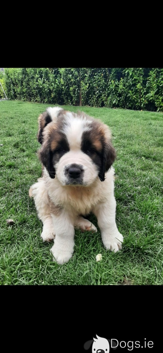 IKC registered St. Bernard puppies for sale