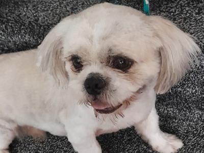 Shih Tzu for stud
