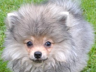 IKC Registered Miniature Pomeranian for Stud