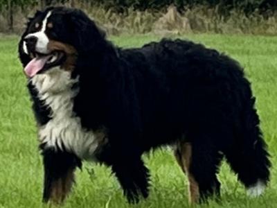 “Ace” Bernese Mountain Dog for Stud
