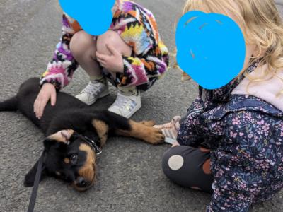 Rottweiler needs a good home.