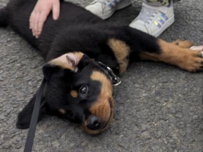 Murphy is a male Rottweiler puppy 14 months old in Meath needs a good home.