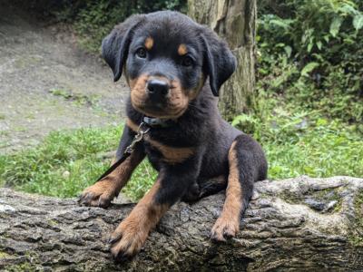 Rottweiler needs a good home.