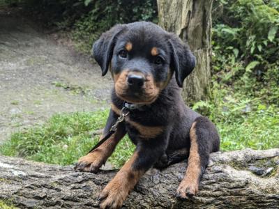 Murphy is a male Rottweiler puppy 14 months old in Meath needs a good home.