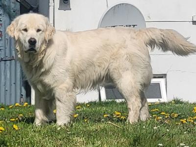 Four Generation Pedigree With Champion Bloodline - Proven Golden Retriever Stud IKC registered