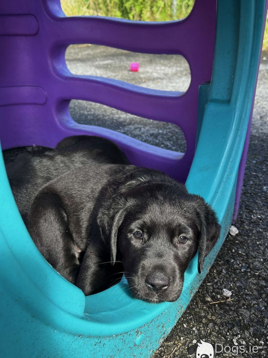 2 Black female purebred Labrador puppies