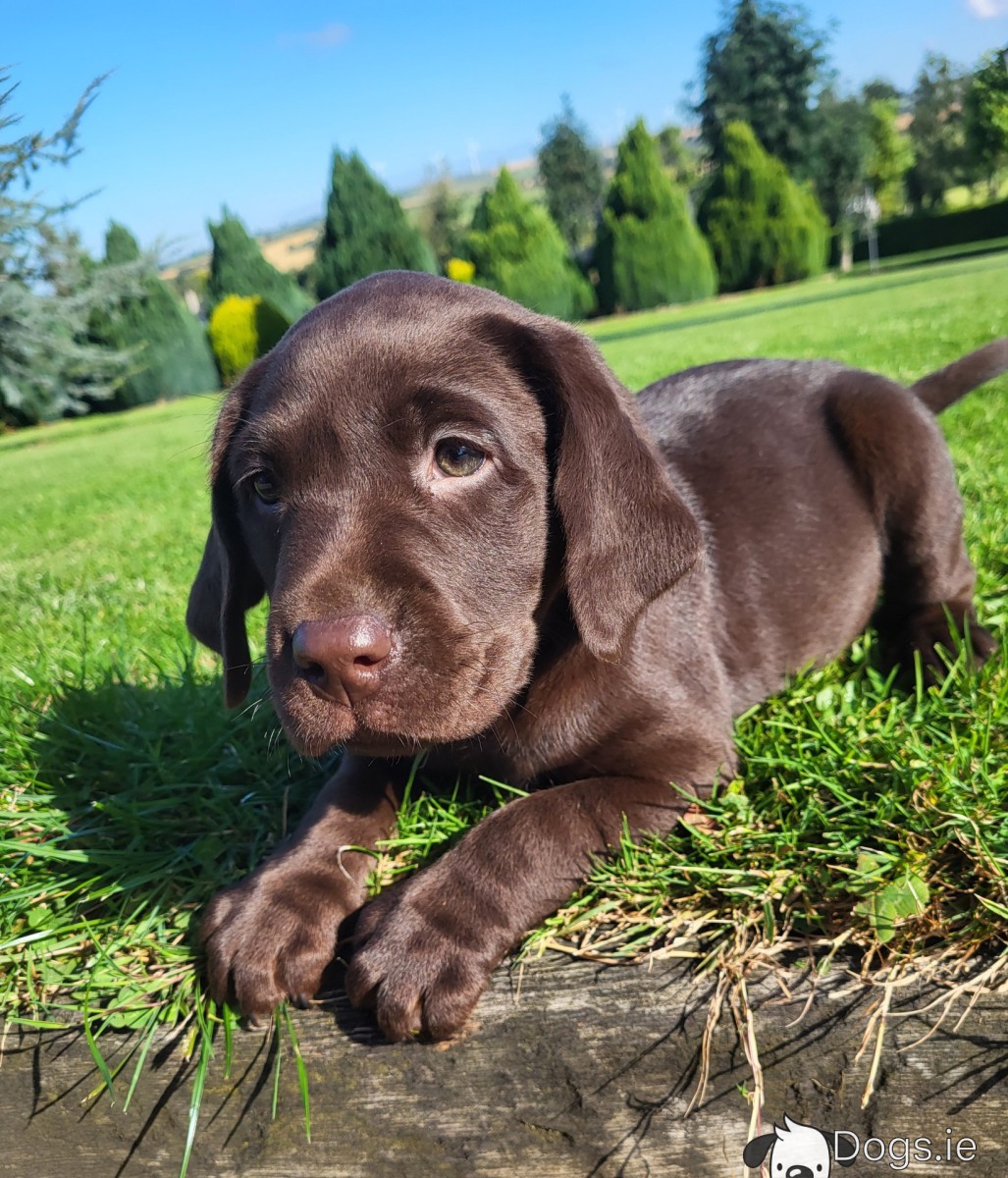 Chocolate Labrador puppies IKC Registered in Wexford
