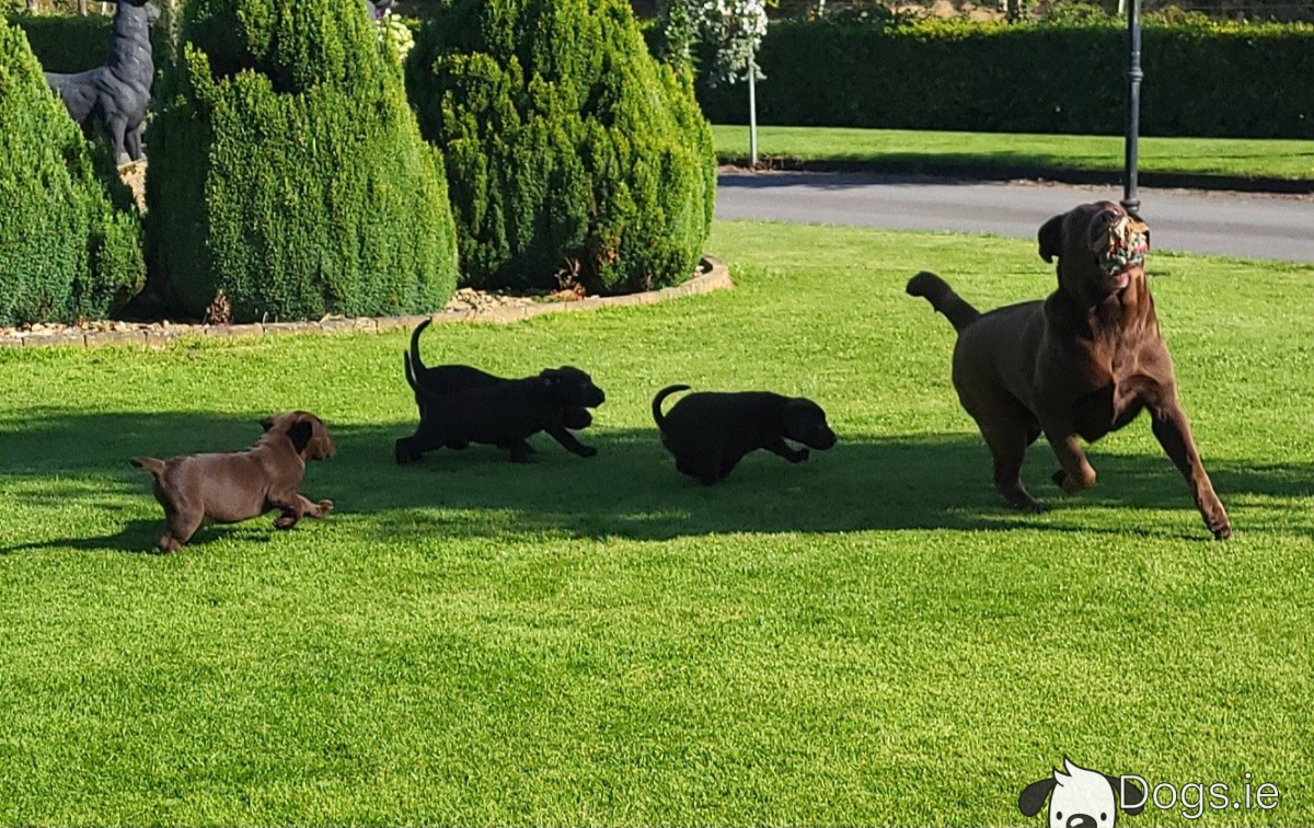 Chocolate Labrador puppies IKC Registered in Wexford