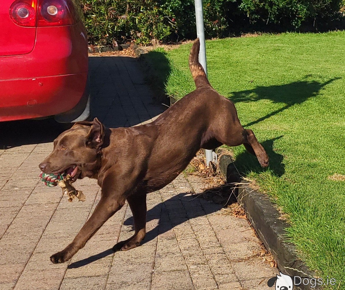 Chocolate Labrador puppies IKC Registered in Wexford