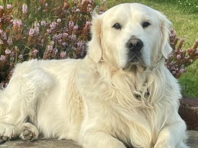 Golden Retriever for stud in Cork