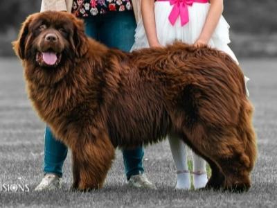 IKC registered Champion Newfoundland, DNA and Hip&Elbow passed