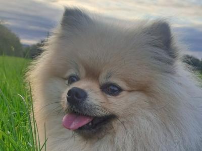 IKC Registered Miniature Pomeranian for Stud