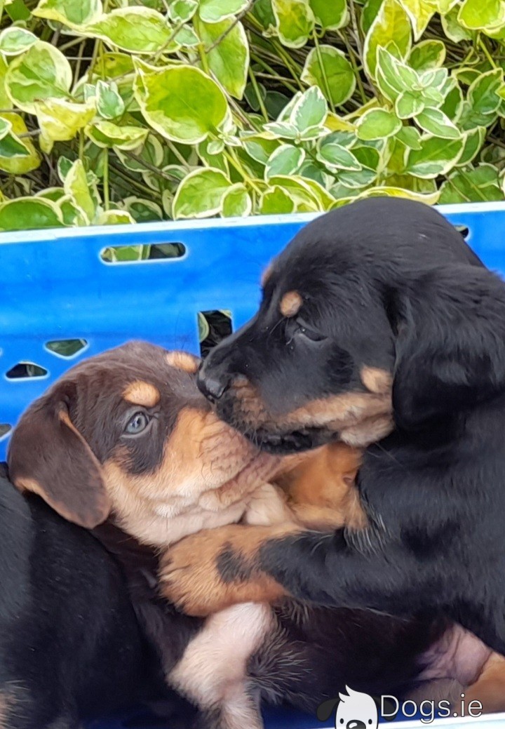 Jack Russell x English Setter