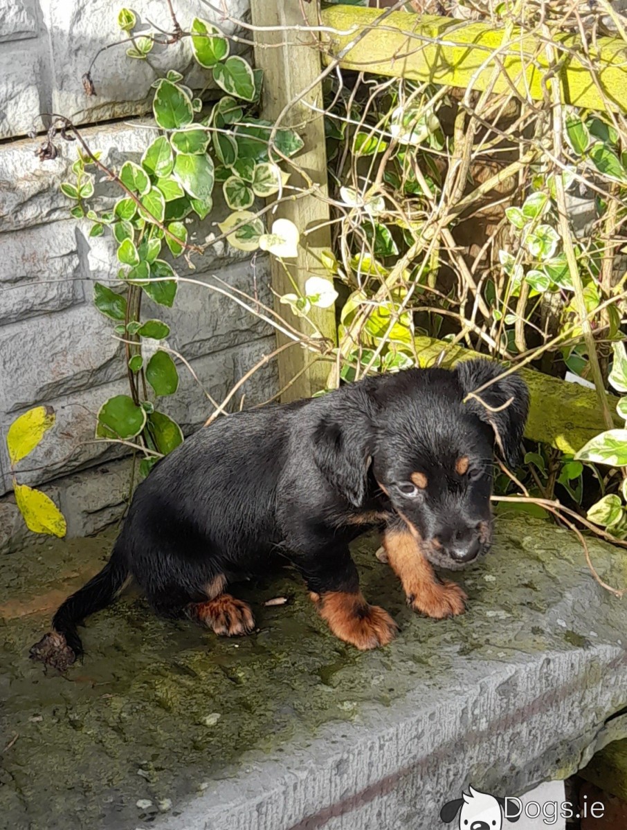 Jack Russell x English Setter