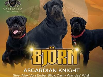 Stud **King Björn Aka Mr Handsome** in Kildare