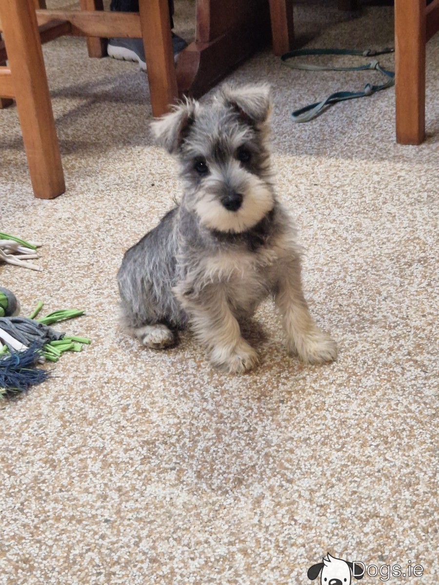 Chow Grooming Chow Chow Dog Shedding Chow Chow Dog Shedding Do